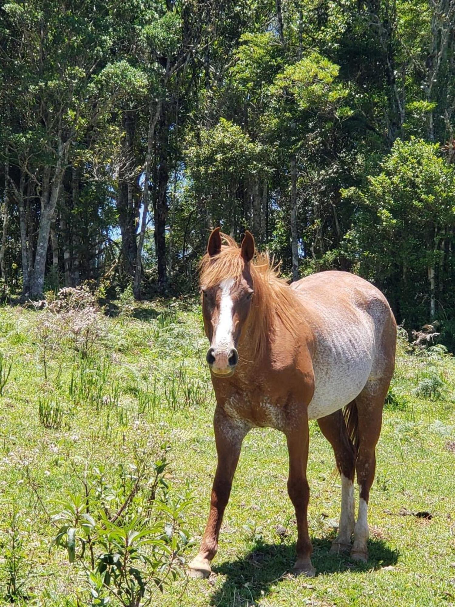 Rancho Sol Poente - Rancho Queimado - Sc Villa Bagian luar foto